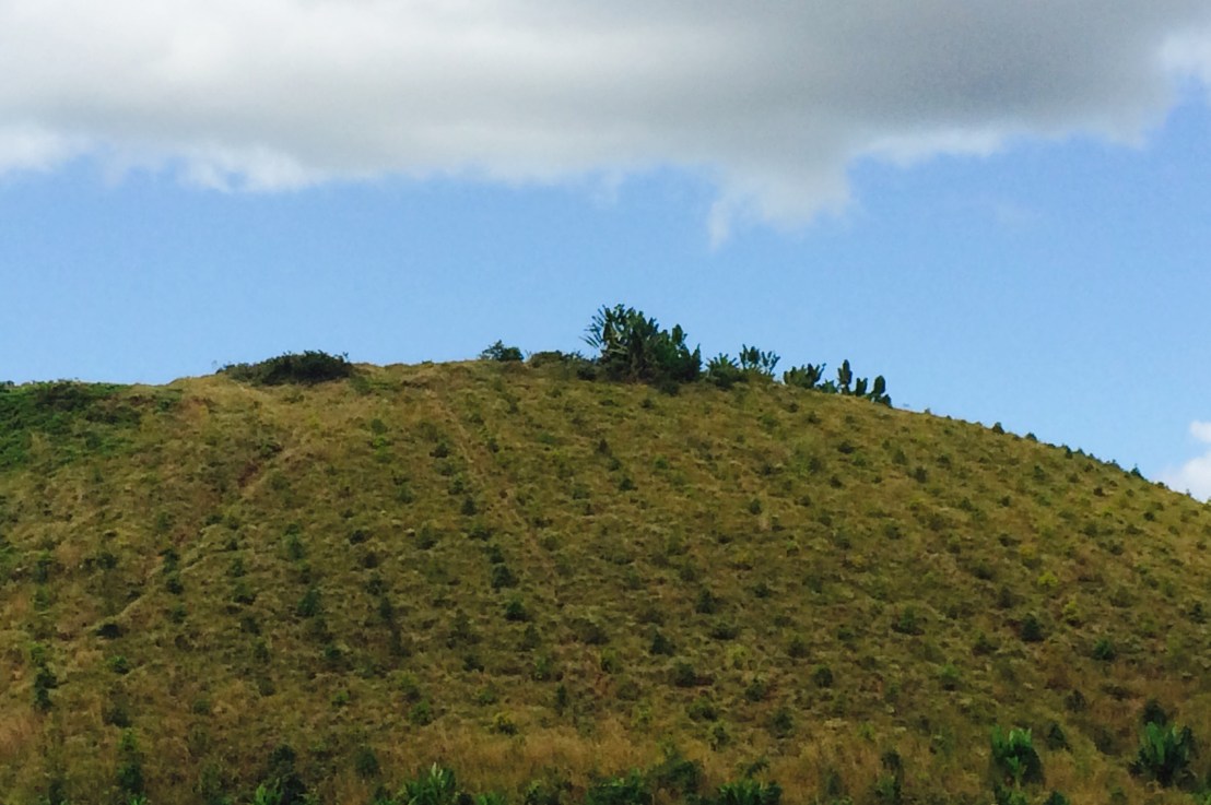 Ravintsara, une filière tres&nbsp;rentable