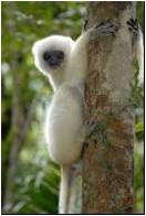 Ambohimirahavavy Marivorahona, au sommet de&nbsp;Madagascar