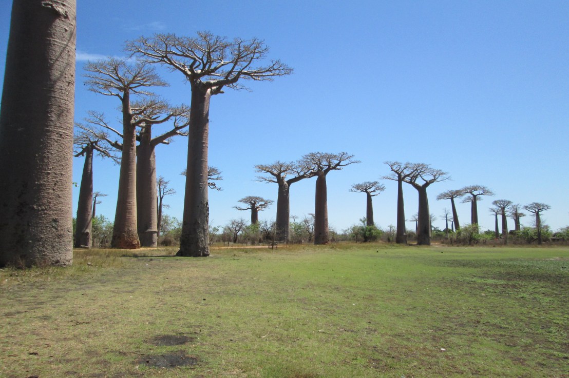 Pourquoi choisir la destination Morondava&nbsp;?