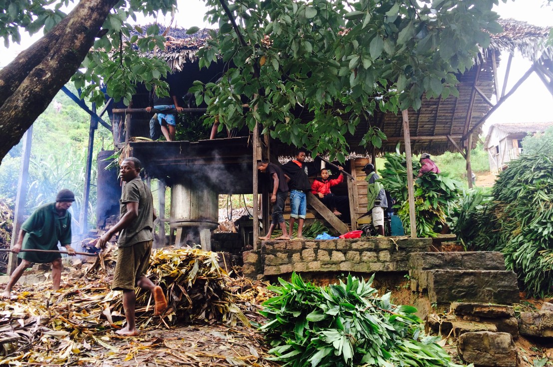 Longoza, de l’herbe sauvage au parfum de&nbsp;luxe