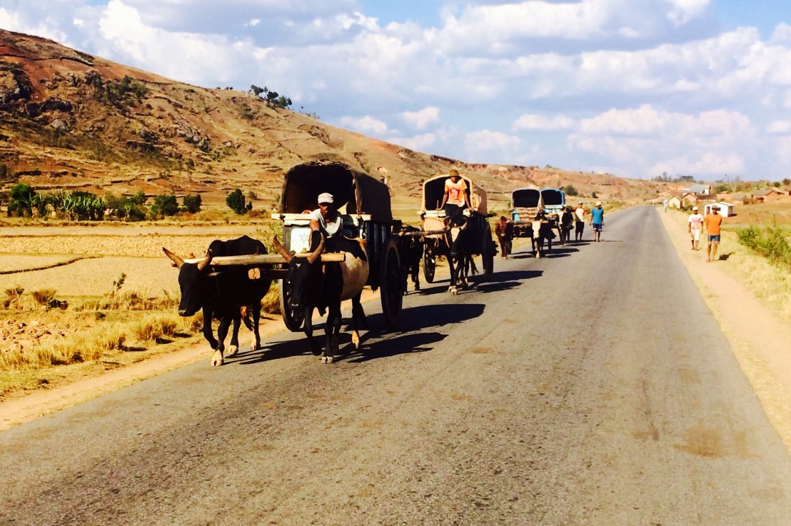 Madagascar, au royaume des charrettes à&nbsp;zébus