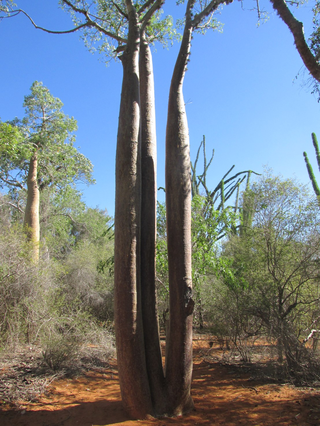 Baobabs "trois soeurs"