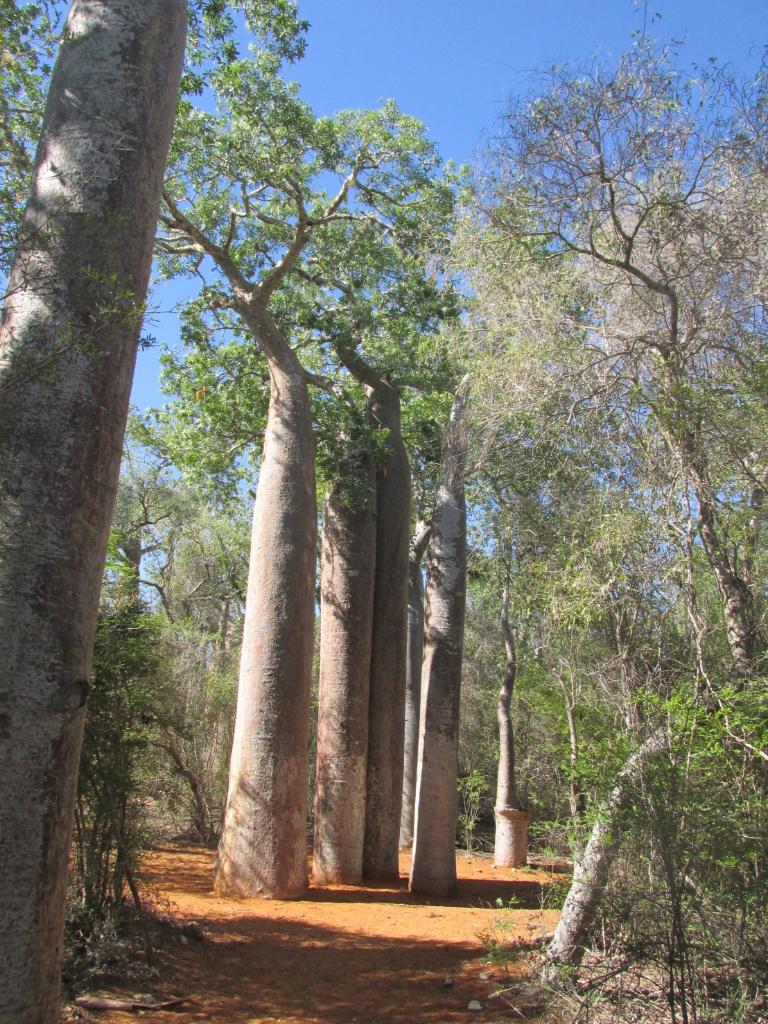 Baobab "quatre frères"