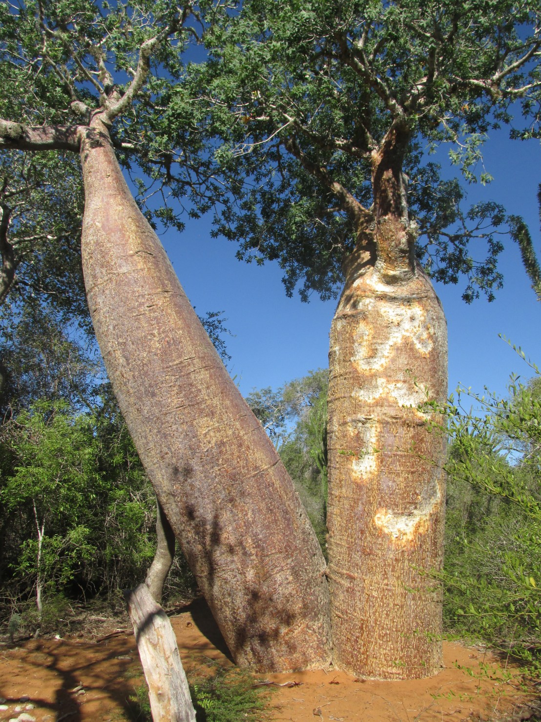 Baobabs divorcés