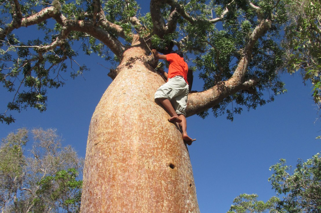 Madagascar, le baobab sous toutes ses&nbsp;formes
