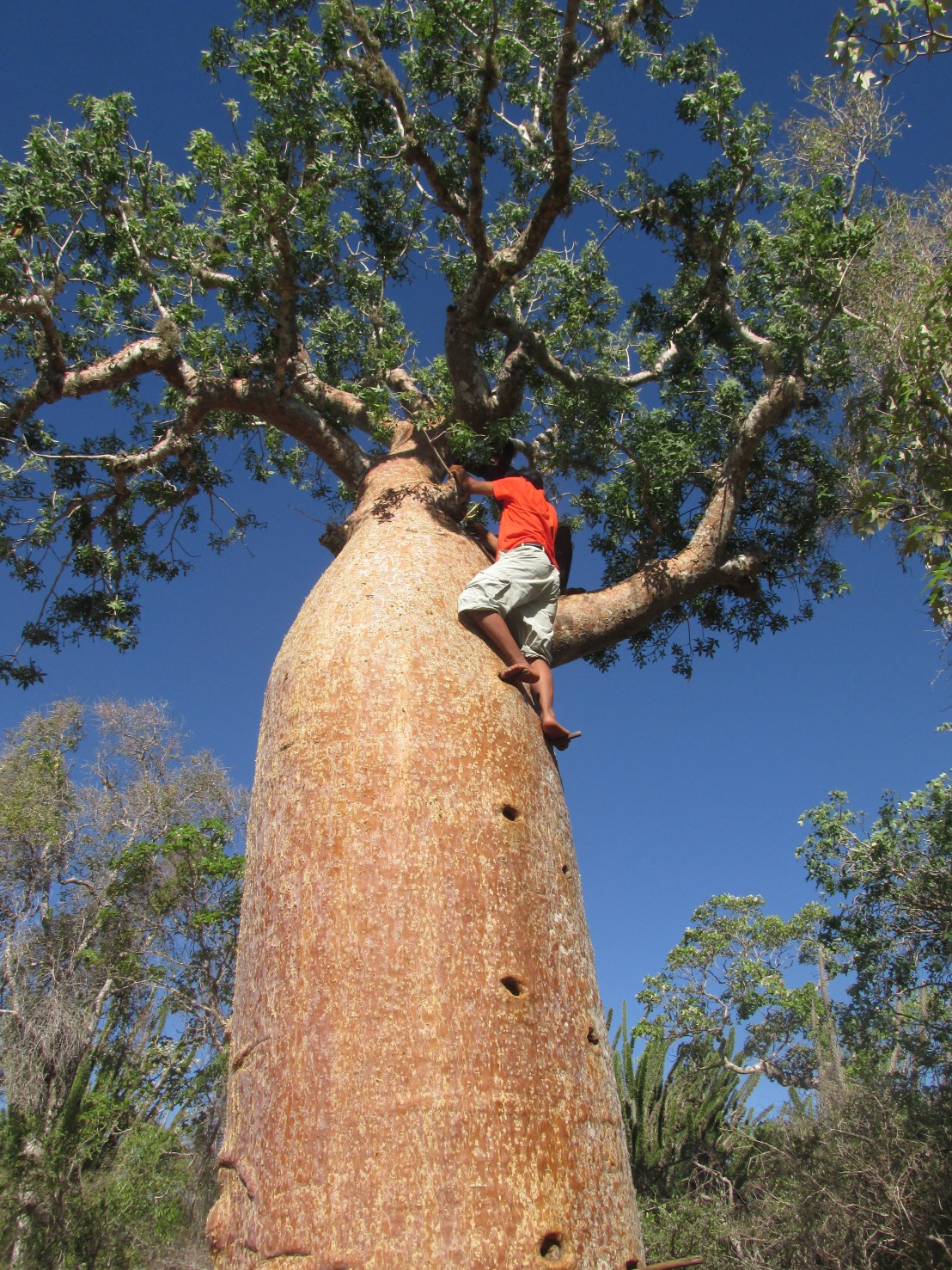 Baobab escalade