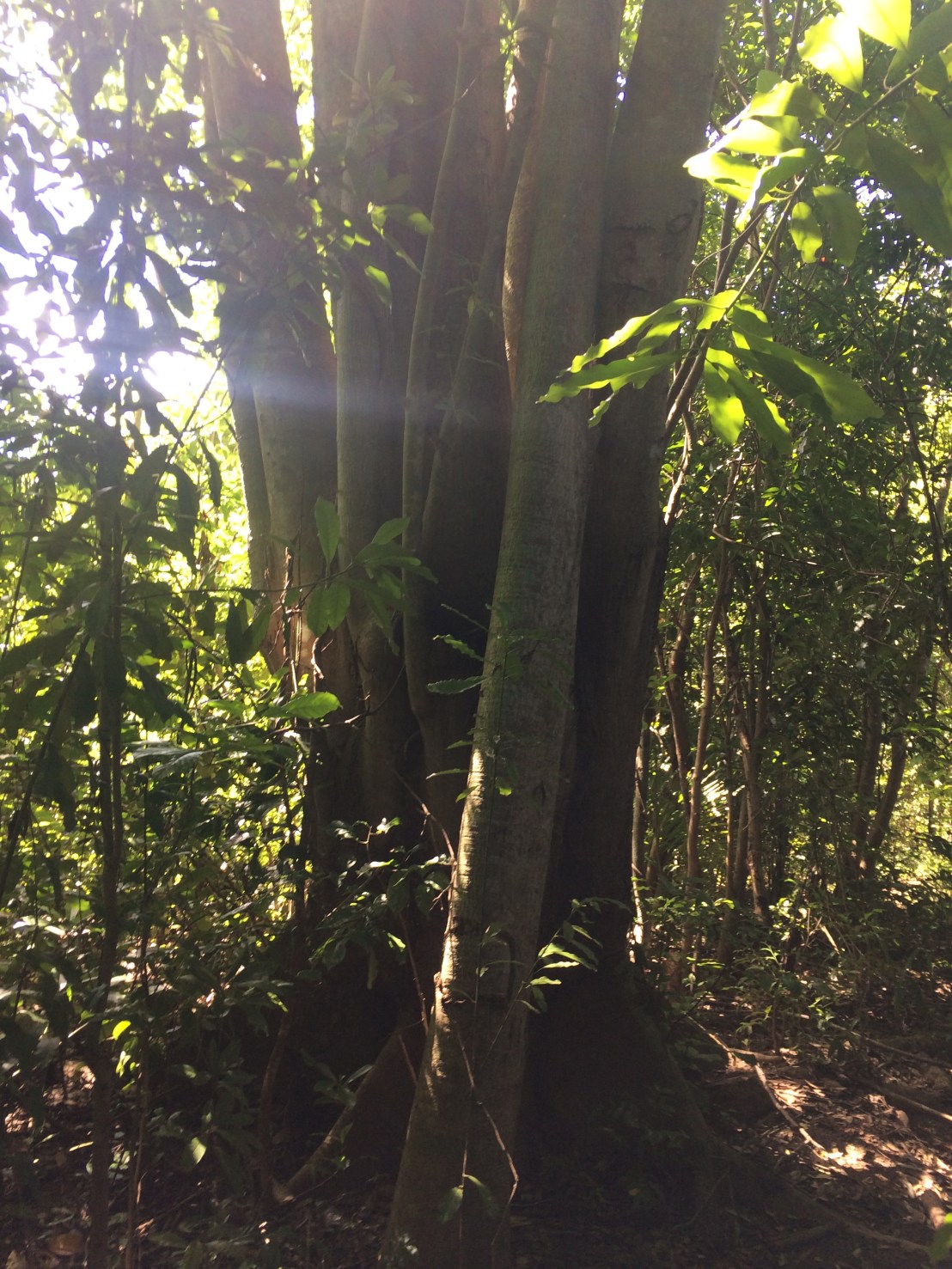 Réserve Lokobe Blog de Rasamy