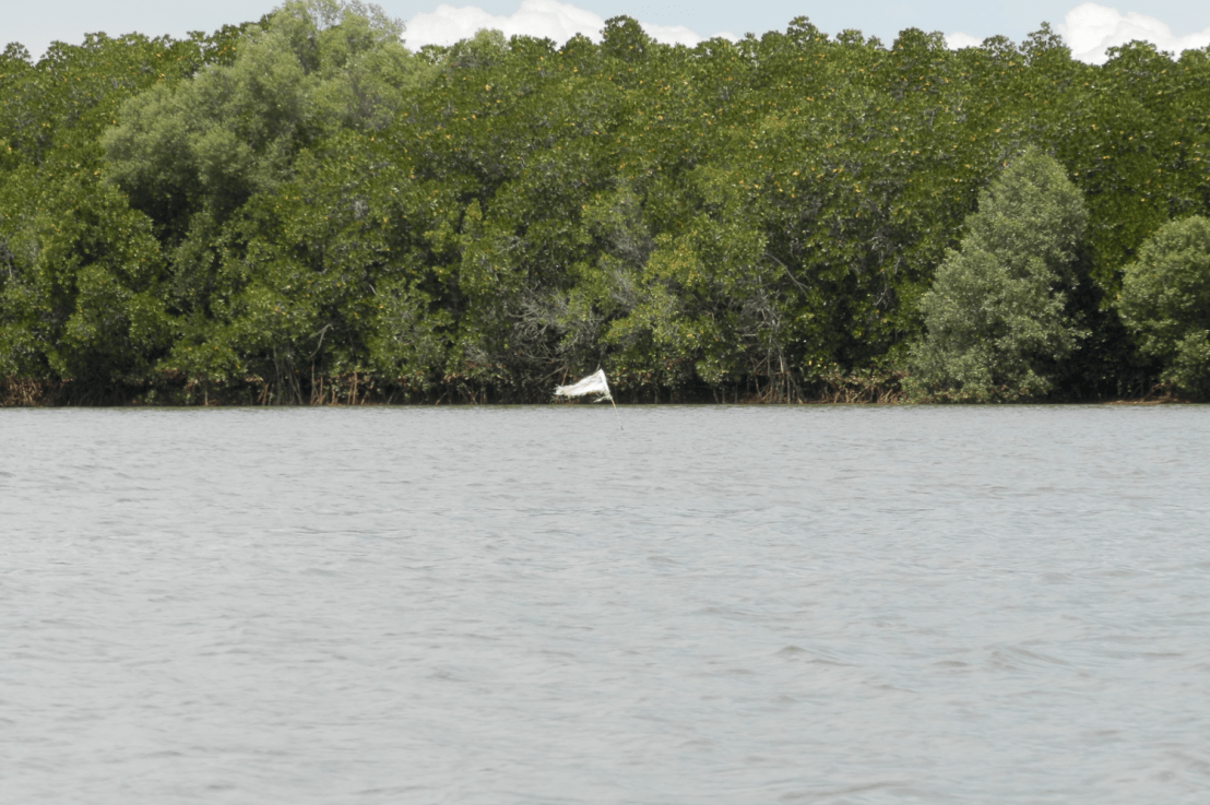 Sauvons les mangroves de&nbsp;Madagascar