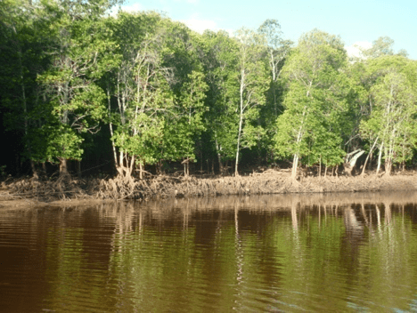 mangrove3