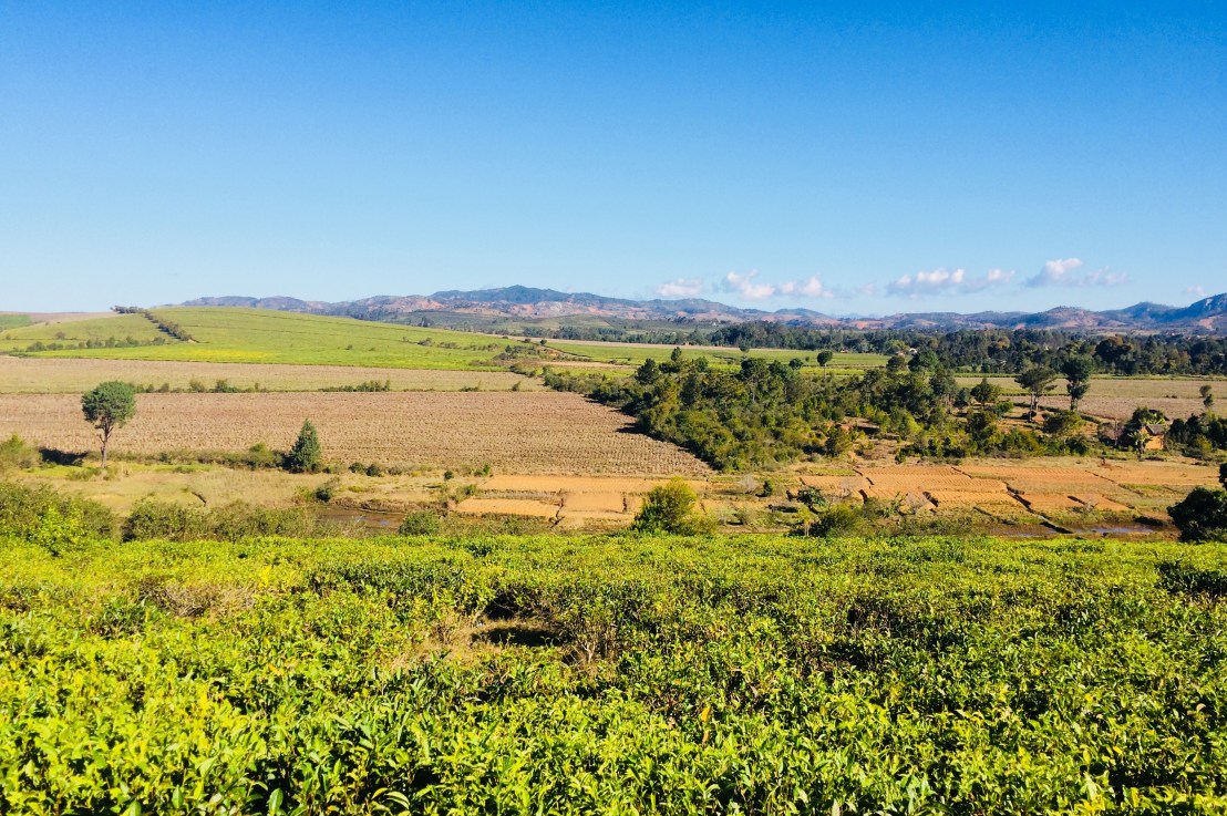 Sahambavy, au pays du&nbsp;thé