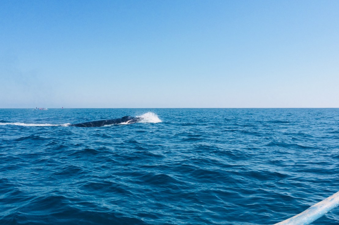 Anakao, à la rencontre des&nbsp;baleines