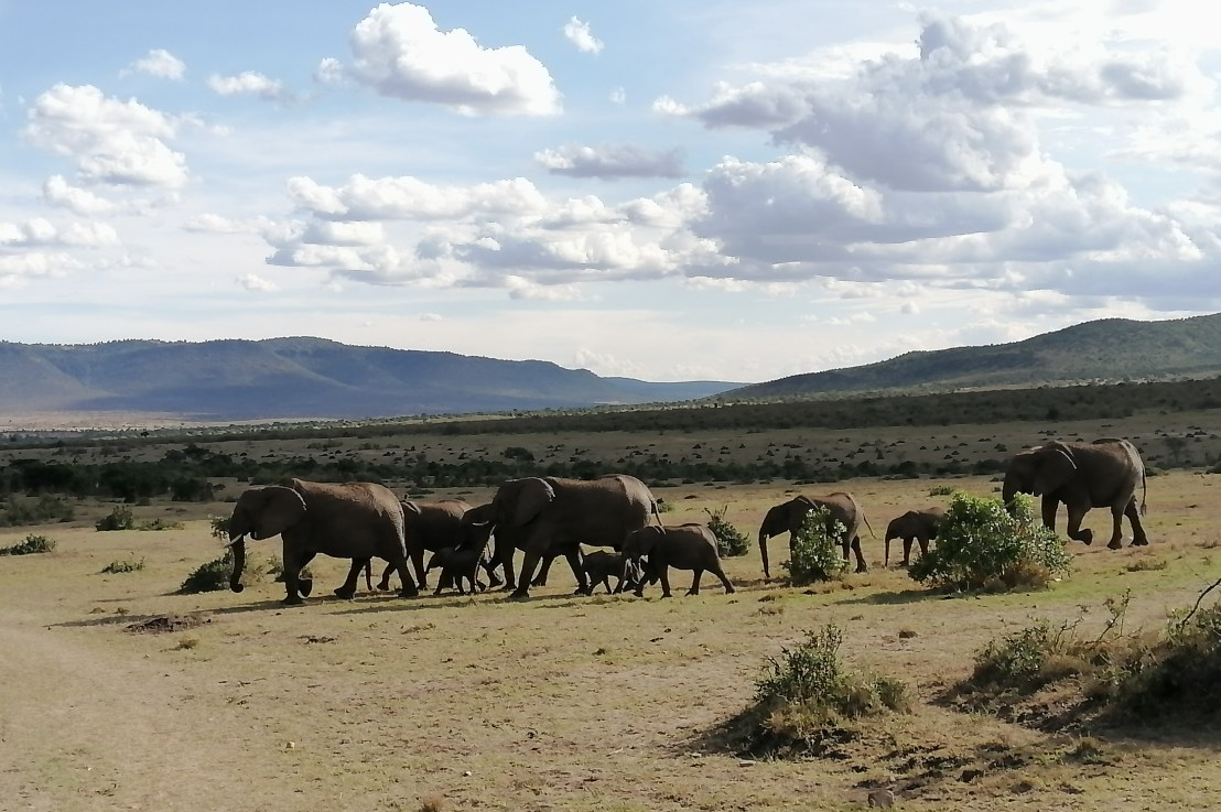 Safari au Kenya, à la découverte de Massai&nbsp;Mara