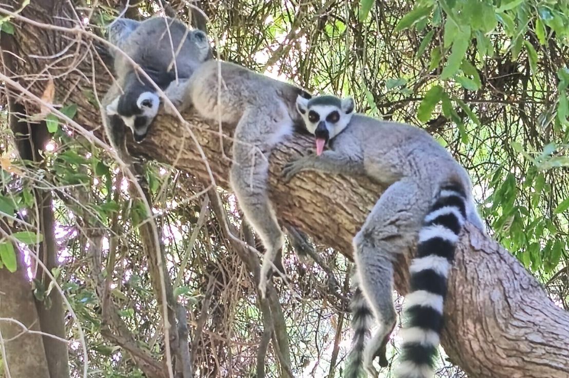 Berenty, le royaume des&nbsp;lémuriens