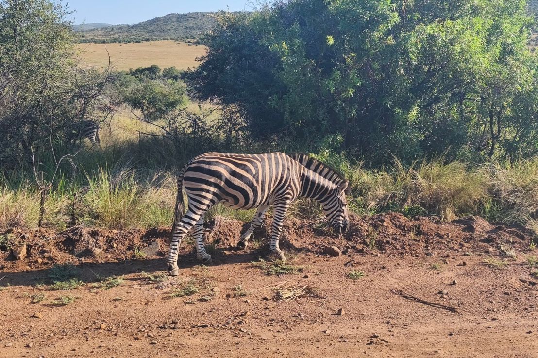 De la savane aux gratte-ciels, mon aventure inoubliable en Afrique du&nbsp;Sud